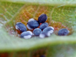 5f_hamamelistes_betulinus_(aphidoidea,_hormaphidinae).jpeg